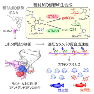 ｔＲＮＡの糖修飾がたんぱく質合成速度を調節する