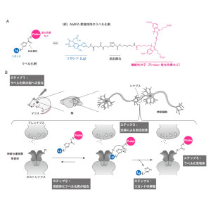 生きた動物脳内で発現する神経伝達物質受容体に目印を付ける新手法を開発 ～遺伝子操作を伴わず、生体内でたんぱく質の機能解析が可能に～