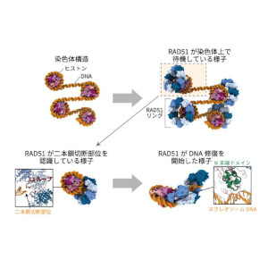 染色体上で２本鎖ＤＮＡ切断を修復する仕組みを解明～ＤＮＡの２本鎖切断が原因となる発がんの抑制機構解明へ～