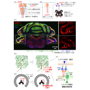 脳内の情報伝達を担うカイニン酸型「グルタミン酸受容体」の新しい活動様式を解明－精神神経疾患の病態の理解と治療法開発へ道を－