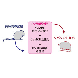 徹夜後に長く深く眠る仕組みを解明～大脳皮質の抑制性神経が眠気の強弱に応じて睡眠を誘導する～