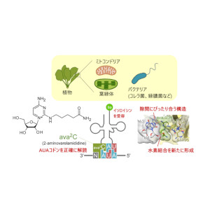 病原性細菌と植物に共通の新規 tRNA 修飾―タンパク質合成の隠れた調整役―