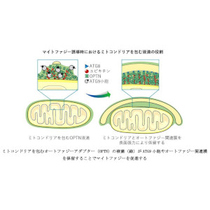表面張力が損傷ミトコンドリアのオートファジーを促進する ――オートファジーアダプターの相分離によるシート状液滴の意義―― 