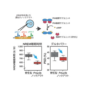 哺乳類の睡眠・覚醒をリン酸化・脱リン酸化酵素群が制御～分子メカニズム解明で「眠気」などの理解深める～