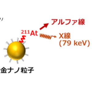 「放射化イメージング」でマウス体内の金ナノ粒子を可視化 ～がん治療薬の長期的な動態イメージングに向けて～