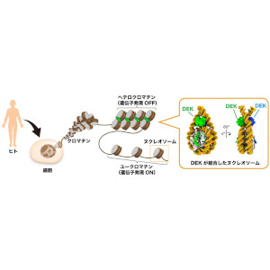 がんたんぱく質による遺伝子制御の仕組みを発見～ＤＥＫによるゲノムＤＮＡ構造の変換機構を解明～