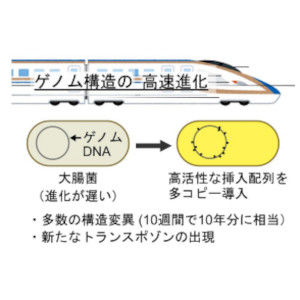 細菌のゲノム構造進化を実験室で観測～トランスポゾンに駆動された進化を加速する新手法を開発～