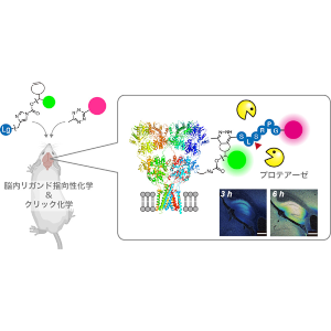 生きた動物脳内で蛍光センサーを組み立てる～遺伝子操作不要。脳内有機合成化学の新戦略～