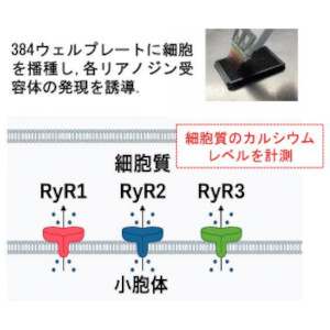 吸入麻酔薬はなぜ効くのか？作用メカニズムの一端を解明 ～標的分子の 1 つとして 1 型リアノジン受容体を特定～