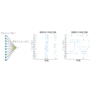 「睡眠学習」が生じる条件を理論的に予測 ～特定の神経活動量と学習則がシナプス結合を強化～