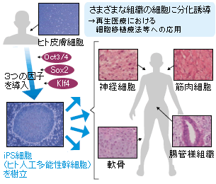 人工多能性幹細胞（iPS細胞）の開発に成功