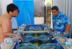 The Japanese principal investigator explained the system for multiplying the living foraminifera to the Prime Minister of Tuvalu,