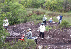 Peatlands in Central Kalimantan