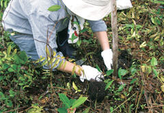 Trees selected by means of water resistance tests conducted to determine the tree species suitable for wetlands