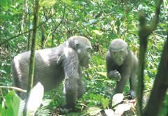 Infant gorillas play happily in a group that is becoming habituated to human beings.