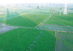 The Nile delta plain has been a food producing center since ancient times.