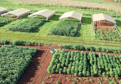 Field test of transgenic soybean in Brazil