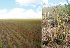 Drought damage in Brazil