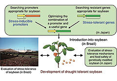 Strategy for genetic modification to develop drought stress resistant soybeans. Experiments are being conducted in both confined fields and greenhouses.
