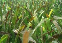 Seagrass bed and an Apogon ishigakiensis