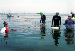 Biological survey at Bolinao, Luzon Island