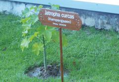 Jatropha tree