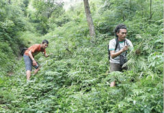 Collecting traditional medicinal plants in remote parts of Indonesia 
