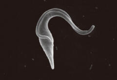 The protozoon parasite Trypanosoma brucei 