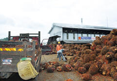 Malaysia is the world's top producer of palm oil,which can be used as a biofuel.