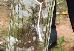 Harvesting natural rubber latex from a hevea rubber tree