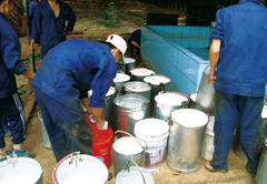 Collecting the natural rubber latex harvested