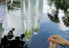 Samples of microalgae collected from nature using cotton buds. A medium is added to these tubes to try culturing the microalgae.