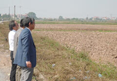 Hybrid rice field at Hanoi University of Agriculture