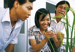 Use of vacuum pump emasculation (removal of anthers to prevent self-pollination) in Vietnam for the first time to carry out hybridization of rice in large-scale 