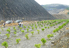 Cultivation of Jatropha curcas at coal mining