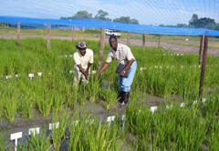 Rice cutivar selection study at the experimental farm of the Faculty of Agriculture and Natural Resources, University of Namibia 