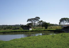 African forestland harbors many arboviruses. 