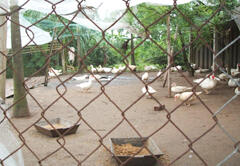 Domestic ducks raised in Vietnam