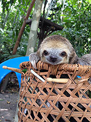 A rescued baby sloth. Once it has recovered its health, it will be returned to the INPA forest.