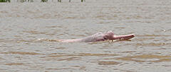 Boto: Amazon river dolphin. Researchers use advanced equipment to study sounds and animal behavior in the water.