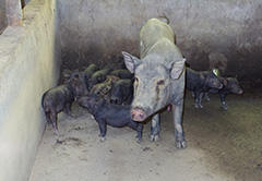 Photo: Ban breed of miniature pigs being raised by farmers in Dà Bắc