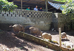 Photo: Visiting farmers in the Dà Bắc District of Hoa Binh Province