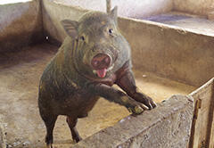 Photo: Ban breed of miniature pigs being raised by farmers in Dà Bắc