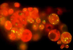 Microalgae viewed under a fluorescence microscope. These organisms show promise in biofuel production.