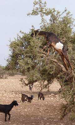 Goats climbing argan trees