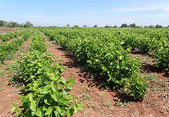 Sprawling mulberry fields in Kenya
