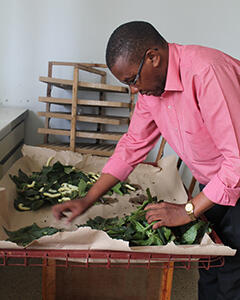 Raising silkworms at Kenya National Sericulture Research Center