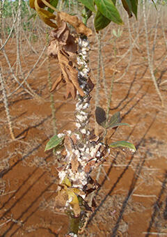 The cassava mealybug, which has become an invasive pest in South East Asia