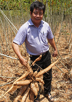 Cassava stems and potatoes whose leaves dropped prior to harvest