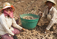 Harvesting cassava